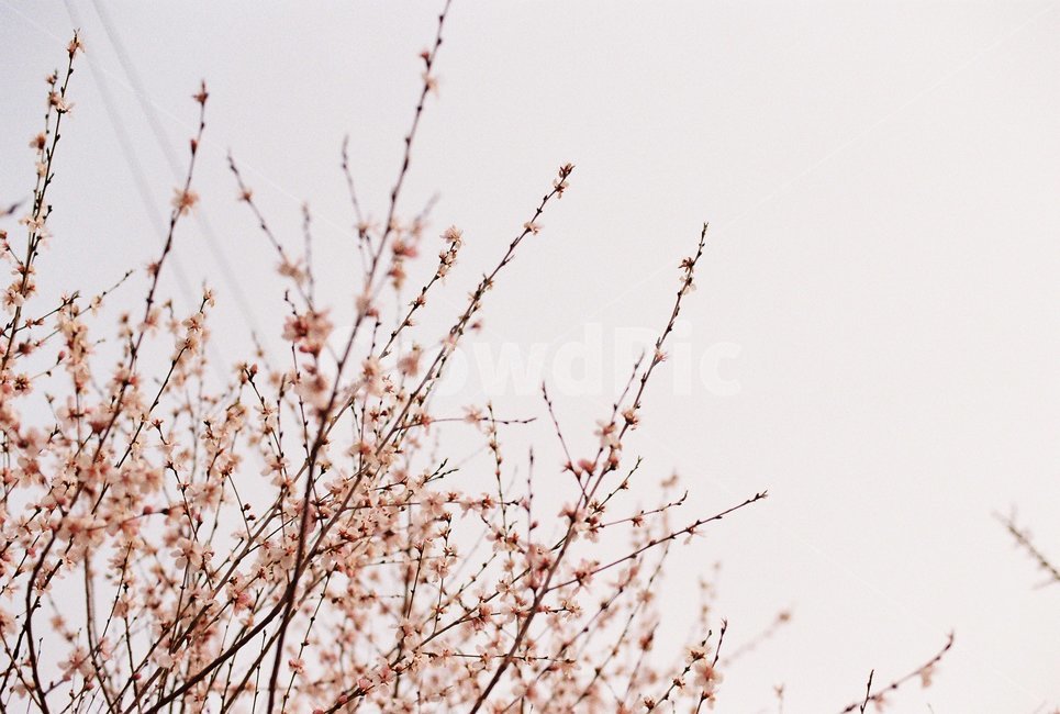 봄,꽃,벚꽃,자연,필름,아날로그,film,analog,flower,spring,nature,풍경,감성,봄,계절,spring,season,식물,자연,plants,nature,꽃,flower