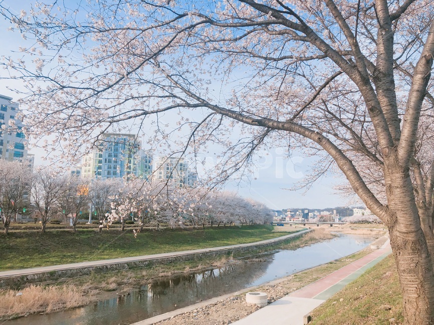 벚꽃,꽃,벚꽃나무,flower,봄