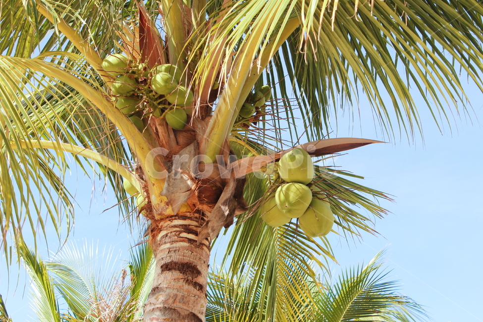 야자수,동남아,코코넛,식물,베트남,palmtree,plants,나무,trees,wood