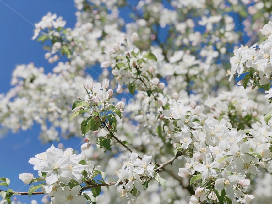 꽃,식물,나무,하늘,하얀색,녹색,파란색,잎,봄,식물,자연,plants,nature,꽃,flower