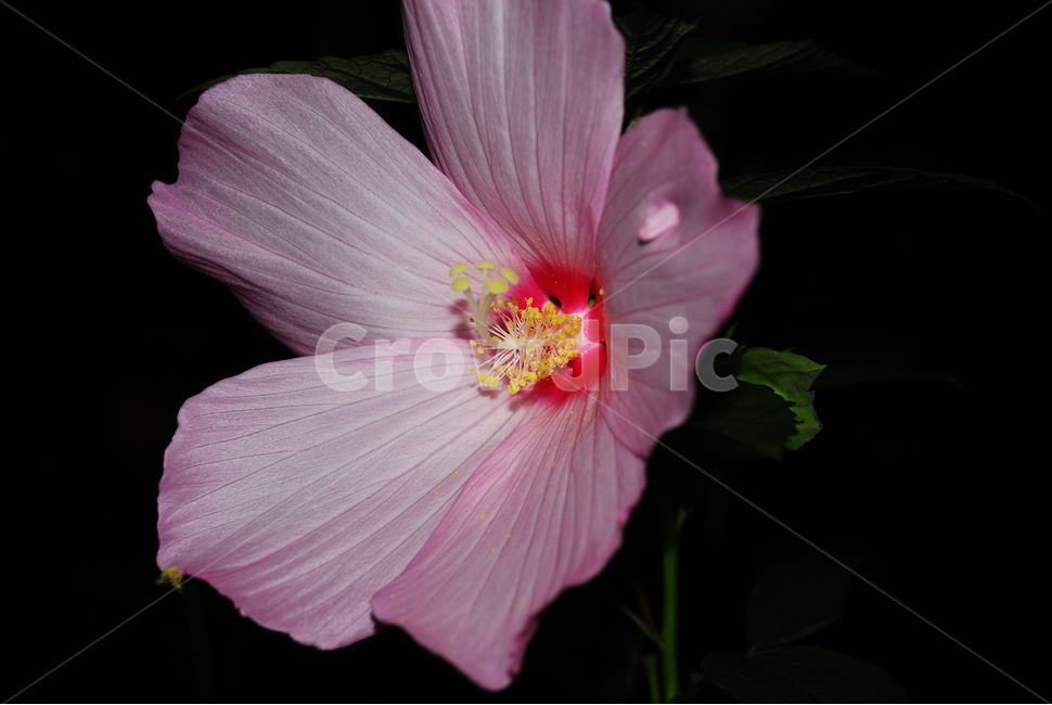 꽃,꽃잎,분홍,넓은꽃잎,무궁화,식물,자연,plants,nature,꽃,flower