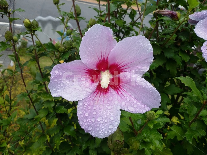 꽃,식물,flower,plant,무궁화,식물,자연,plants,nature,꽃,flower