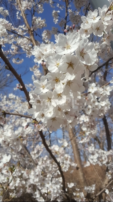 벚꽃,봄꽃,cherryblossoms,봄,꽃,식물,나무,봄,계절,spring,season,식물,자연,plants,nature,꽃,flower,plant,blossom