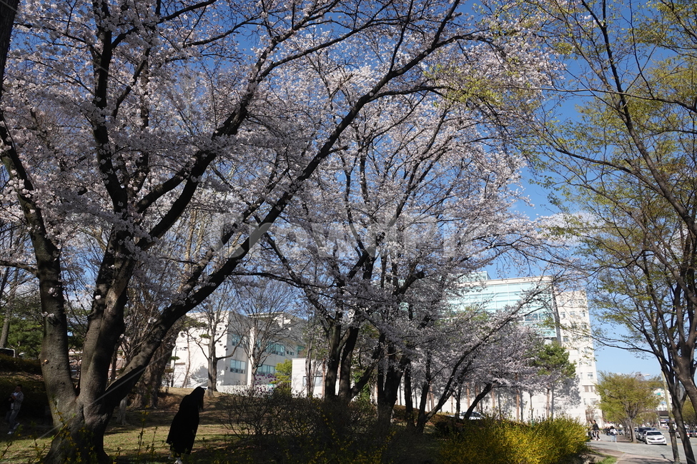 식물,plant,tree,나무,treetrunk,나무줄기,나무,trees,wood