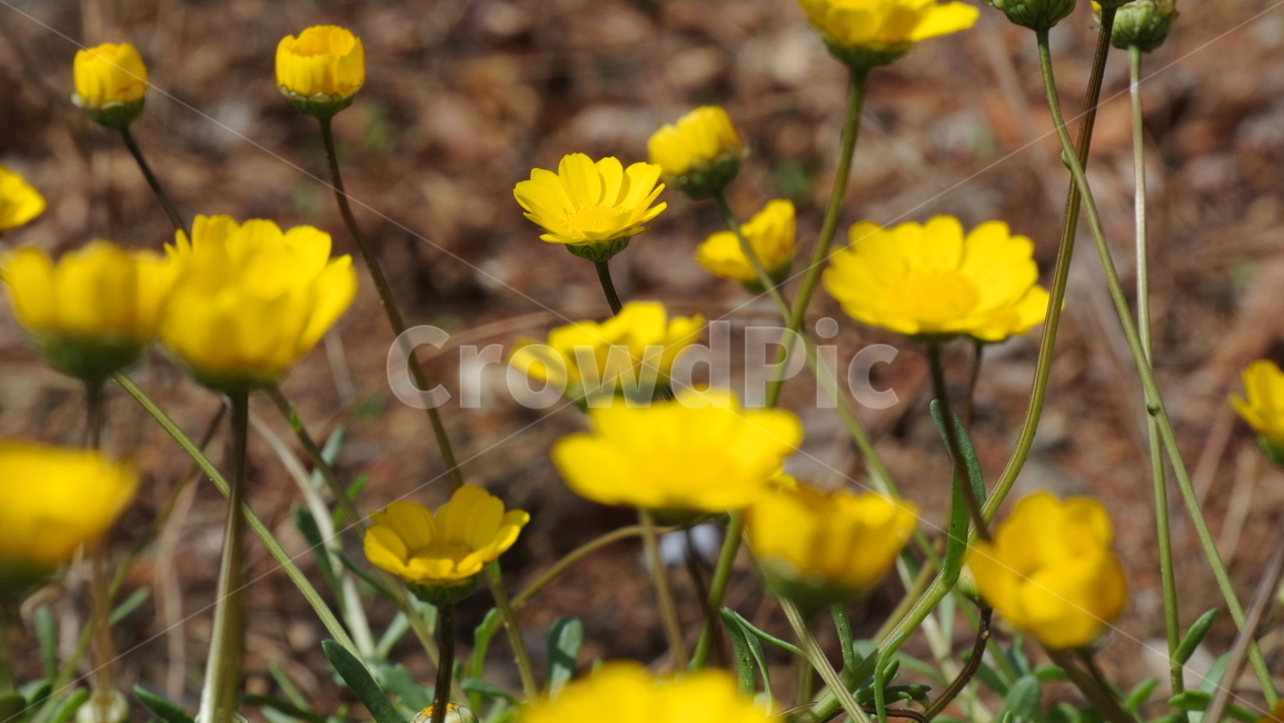 plant,식물,노란꽃,꽃,flower,yellowflower,식물,자연,plants,nature,꽃,flower