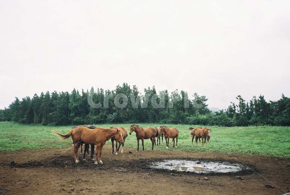 제주도,말,horse,필름사진,감성,목장,동물,animal,동물,animal,포유류,mammal