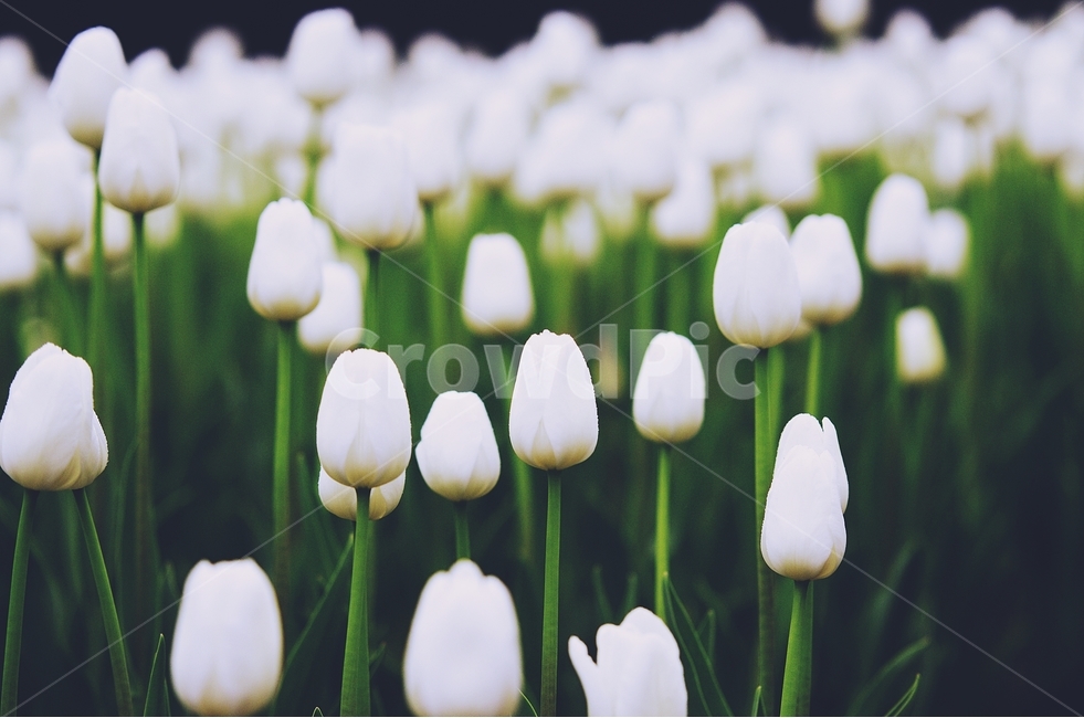 감성사진,봄,꽃,튤립,사랑,감사,봄날,봄꽃,4월,벚꽃,튤립꽃,봄,계절,spring,season,식물,자연,plants,nature,꽃,flower,감성,sensible,feeling,plant,blossom