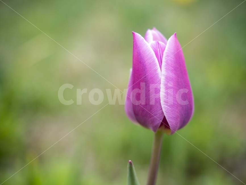 튤립,봄,꽃,생기,보라색,flower,spring,식물,자연,plants,nature,봄,계절,spring,season,꽃,flower,plant,blossom