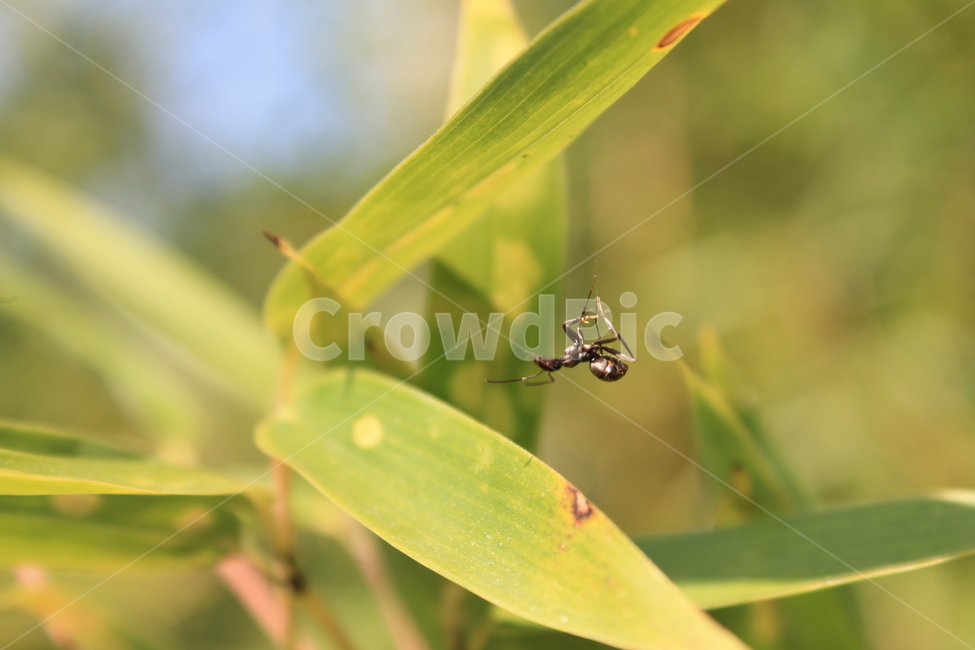 대나무,bamboo,식물,잎,leaf,녹색,green,개미,죽은개미,ant,식물,자연,plants,nature,나무,trees,wood