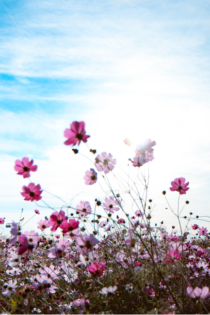 가을,가을감성,코스모스,자연,꽃,분홍색,핑크색,가을,계절,fall,autumn,season,식물,자연,plants,nature,꽃,flower,blossom,petal,꽃잎,plant,spring,봄