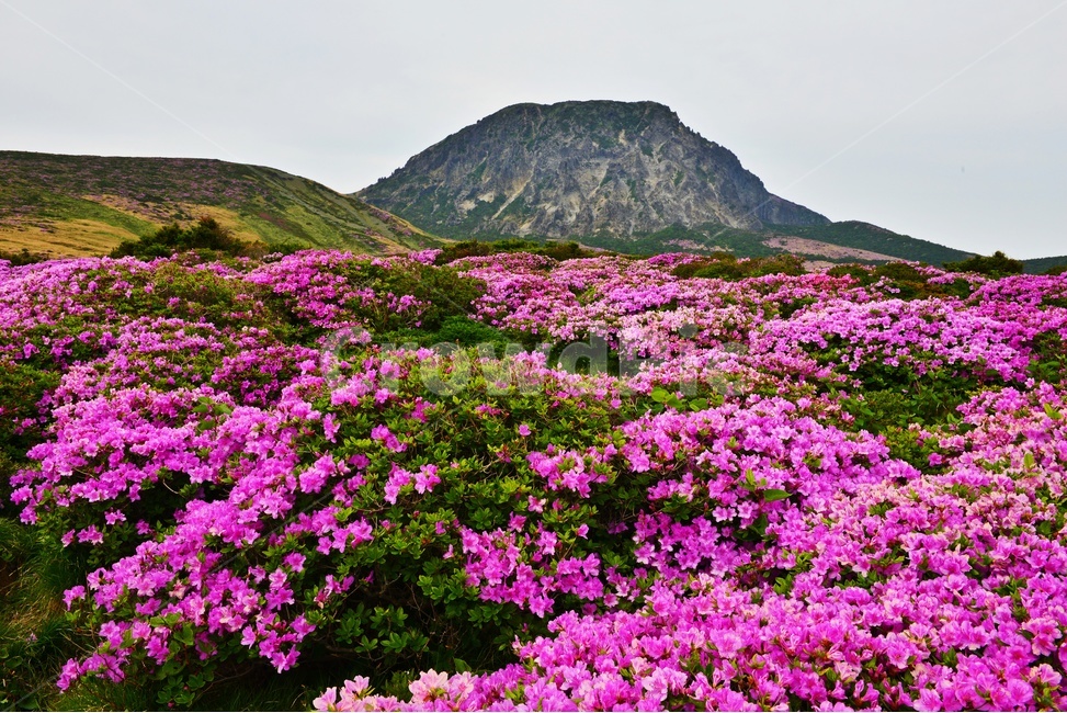 제주,한라산,한라산봄,한라산철쭉,철쭉꽃,봄,계절,철쭉,영실,윗세오름,plant,식물,nature,outdoors,옥외,hill,언덕,경치,경관,풍경,비경,제주봄,자연,풍경,nature,landscape
