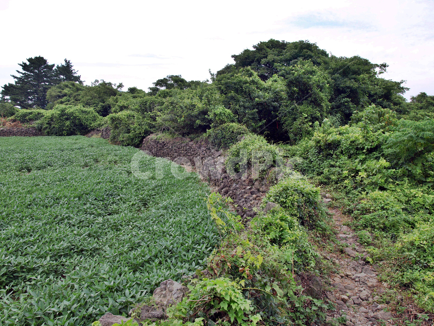 오시록헌농로,밭,농작물,제주,올레14코스,올레길,자연,풍경,nature,landscape,vegetation,초목,plant,식물,outdoors,옥외,land,땅