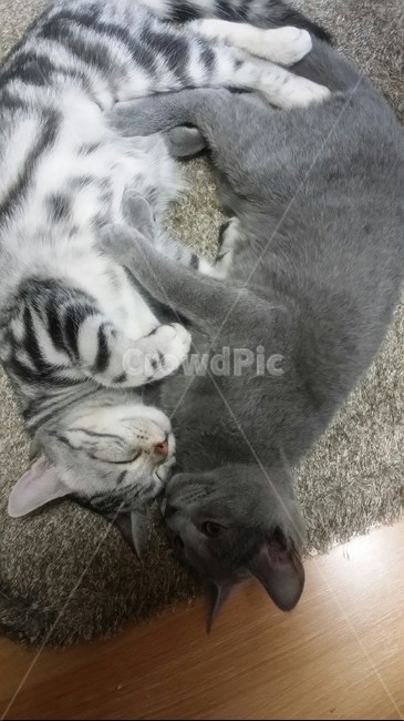 고양이,애완동물,귀여움,아메리칸숏헤어,러시안블루