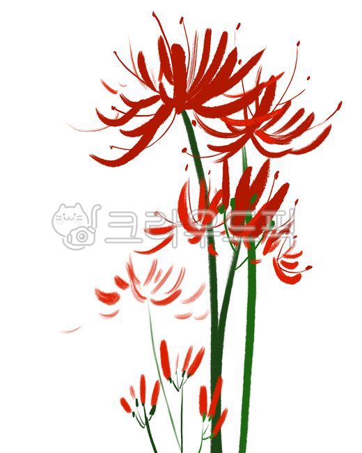 피안화,피안화이미지,피안화그림,꽃그림,꽃이미지,꽃일러스트,빨간꽃