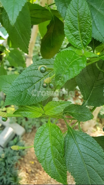 식물,꽃,나무,자연,flower,식물,자연,plants,nature