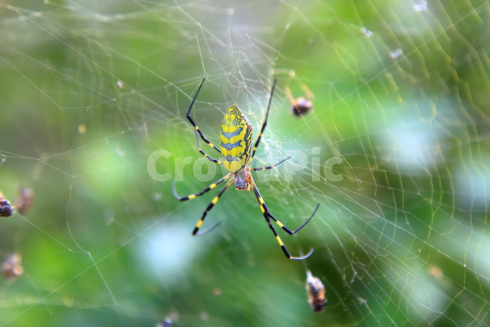 무당거미,거미,곤충,자연,배경,동물,animal,곤충,벌레,insect,bug