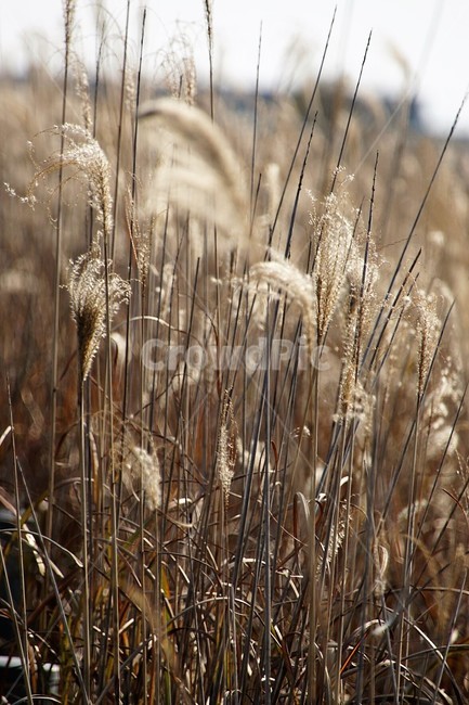 억새,하늘,가을,sky,nature,autumn,season,fall,감성,가을,계절,fall,autumn,season,grass,잔디,plant,식물,food,음식,vegetable,야채,grain,곡물