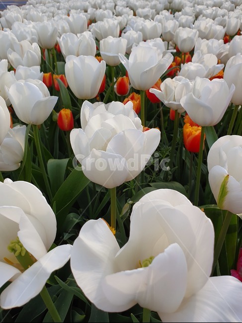 꽃,식물,안면도튤립축제,흰색튤립,예쁜꽃,식물,자연,plants,nature,꽃,flower