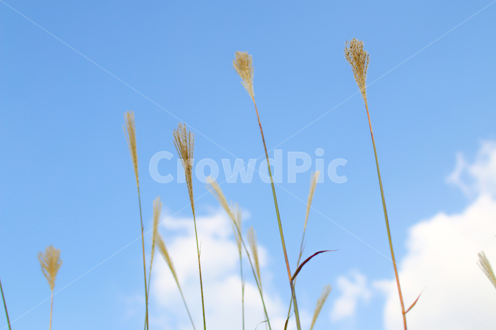 갈대,감성,파란하늘,가을,가을하늘,하늘,구름,클로즈업,파란색,맑은날,오후,가을오후,뭉게구름,이쁜하늘,그림같은,closeup,가을식물,늦은오후,배경,가을느낌,가을,계절,fall,autumn,season,grass,잔디,plant,식물,lawn
