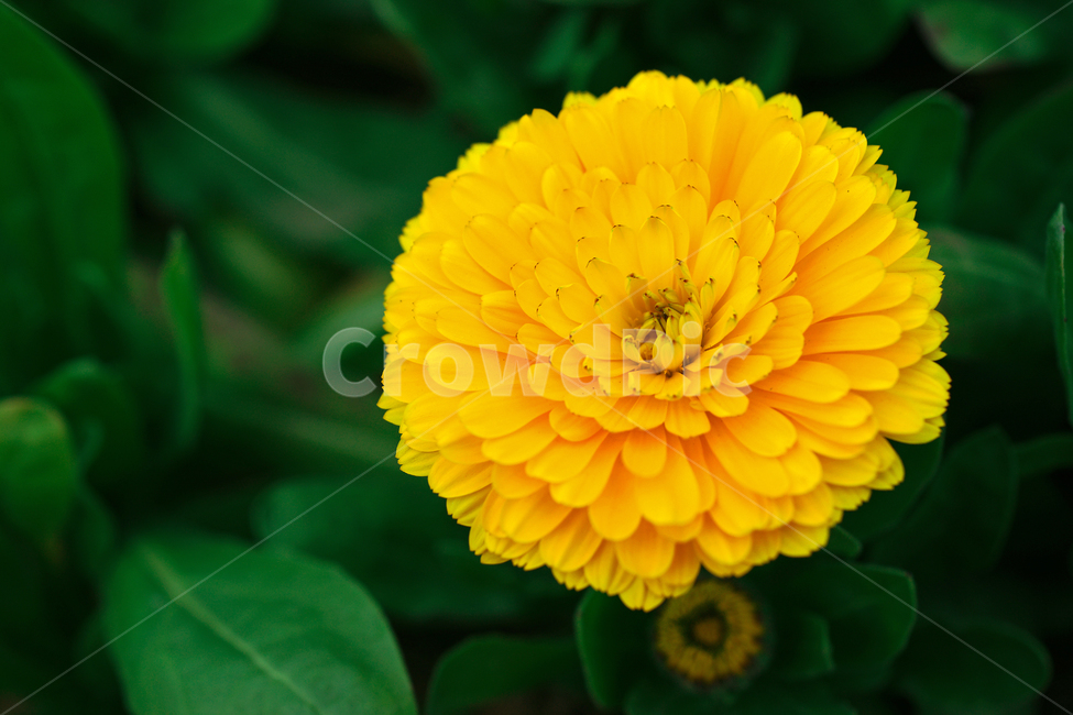 금잔화,여름,두해살이풀,꽃,화초,flower,식물,관상용,potmarigold,식물,자연,plants,nature,꽃,flower