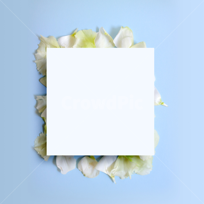 백그라운드,식물,자연,계절,봄,꽃,배경,배경이미지,내추럴,flower,nature,flora,background,꽃잎,프레임