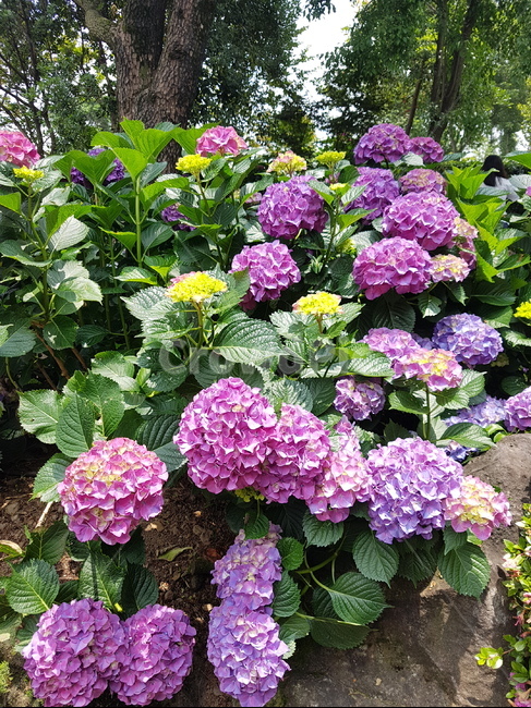 제주도,제주,꽃,수국,들꽃,자연,힐링,식물,자연,plants,nature,꽃,flower