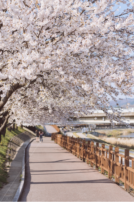 벚꽃,봄,꽃,봄꽃,cherryblossom,flower,풍경,landscape,계절,자연,season,봄,계절,spring,season,자연,풍경,nature,landscape,plant,식물,blossom