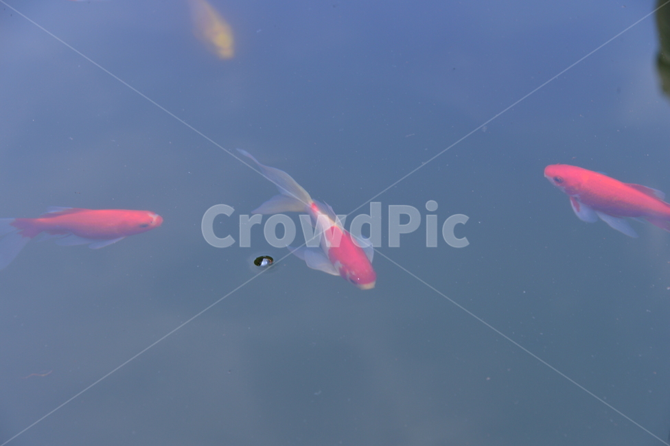 fish,물고기,animal,금붕어,잉어,물,연못,수족관,비늘