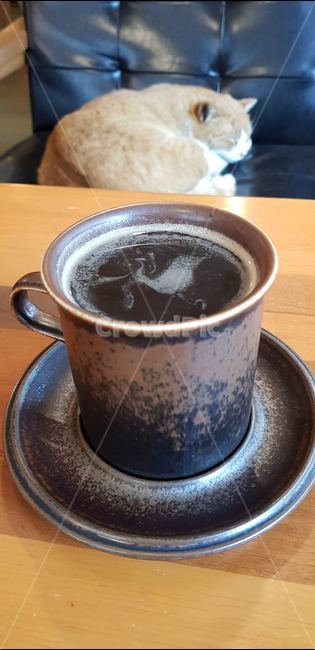 고양이,돼지고양이,뚱냥이,커피,카폐,귀여움,평안함,커피,카페,coffee,cafe