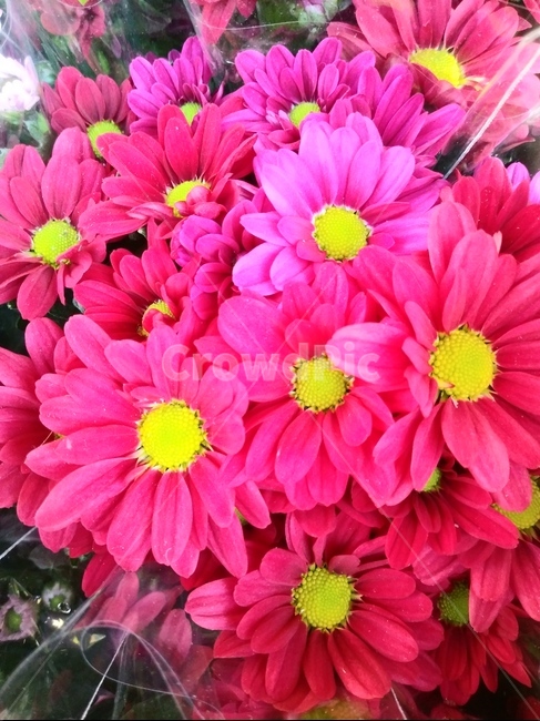 국화,plant,식물,blossom,꽃,식물,자연,plants,nature,꽃,flower