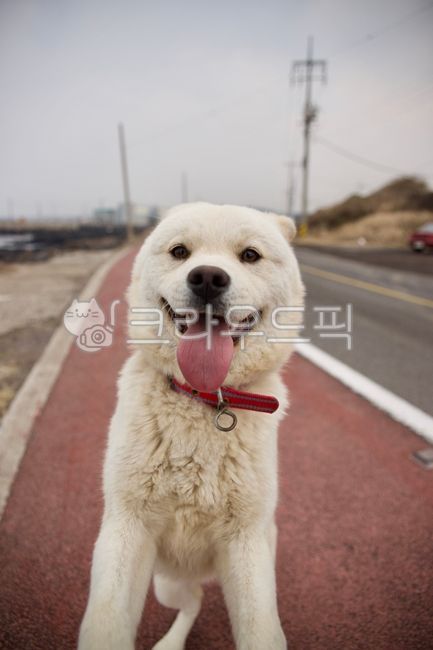 개,진돗개,동물,웃긴동물,강아지