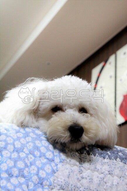 반려동물,푸들,poodle,바라보기,감성,편안함,귀여움,평화,미니어처푸들,개,dog,mammal,포유류,동물,애완동물,animal,pet,실내