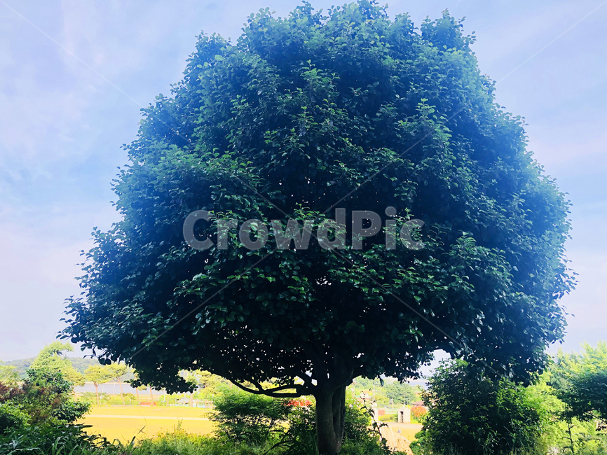 나무,식물,동백나무,tree,plant