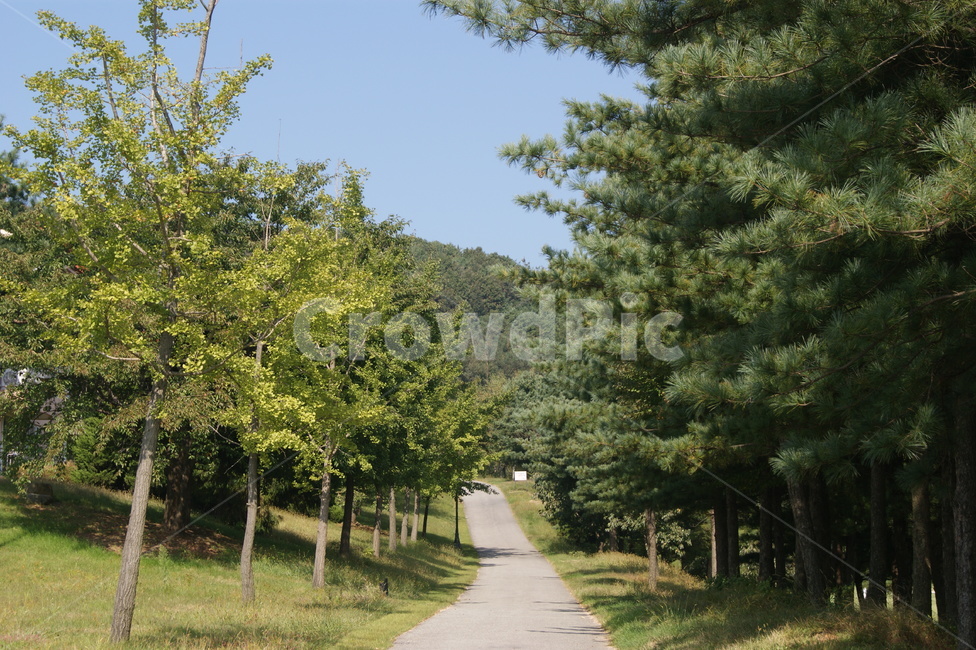 산책길,가을,나무,산책로,소나무