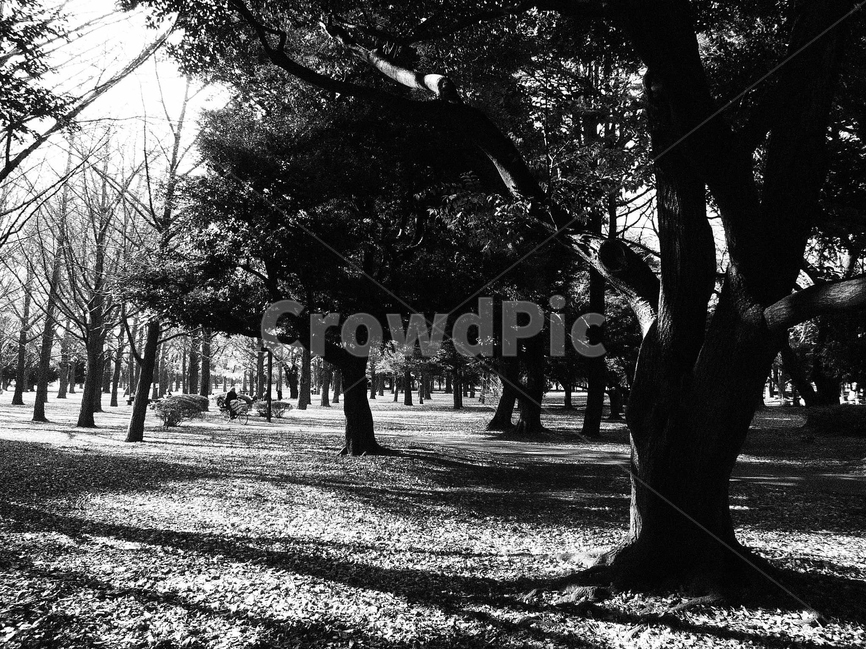 나무,흑백,숲,tree,forest,blackandwhitephotos,자연,풍경,nature,landscape,식물,plants,나무,trees,wood,흑백,모노톤,monochrome,black and white,plant,tree trunk,나무 줄기