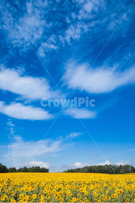 해바라기,해바라기꽃,꽃,sunflower,flower,식물,자연,풍경,nature,landscape,식물,plants,꽃,flower,outdoors,옥외,azure sky,푸른 하늘,sky,하늘
