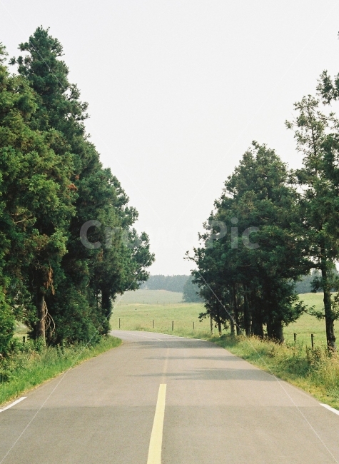제주,풍경,길,목장,여행,자연,풍경,nature,landscape,road,도로,tree,나무,plant,식물,asphalt,아스팔트
