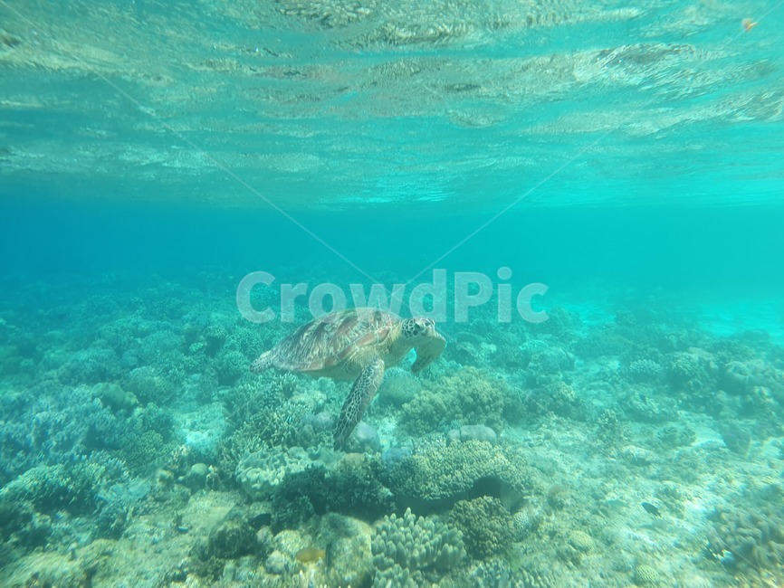 거북이,거북,바다거북,해양생물,터틀,turtle,animal,reptile,sealife