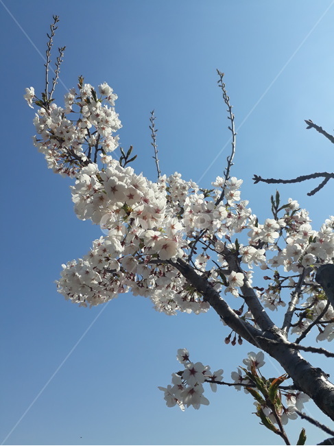 plant,식물,flower,꽃,cherryblossom,벚꽃,blossom,봄,계절,spring,season