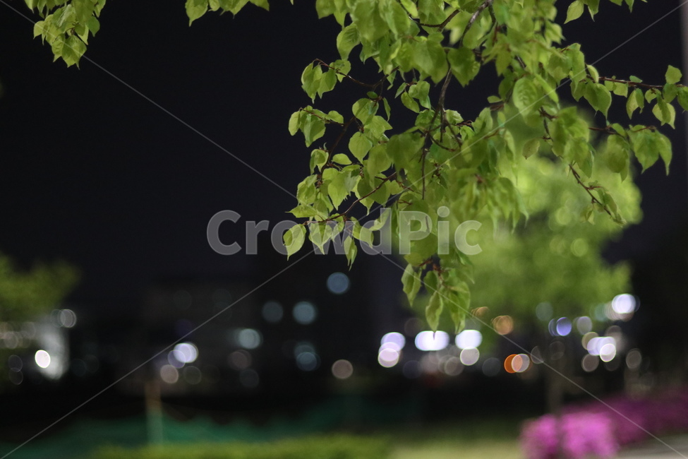 야경,잎,나무,푸르름,봄,밤,불,야경,밤,풍경,nightscape,night,landscape,식물,자연,plants,nature,grass,잔디,plant,leaf,tree