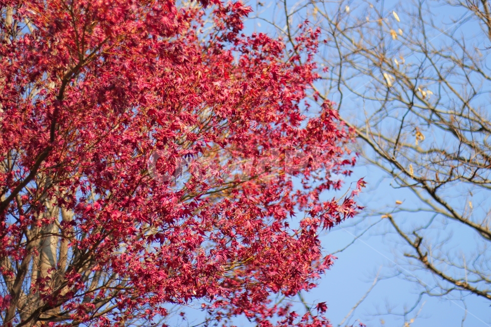 나무,단풍,대구,근대골목,가로수,가을,계절,fall,autumn,season,식물,자연,plants,nature,나무,trees,wood,leaf,잎,plant,tree,maple