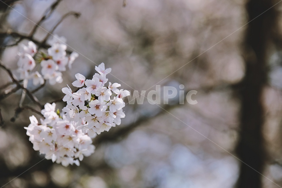 벚꽃,벚나무,cherryblossoms,flower,cherrytree,식물,자연,plants,nature,꽃,flower