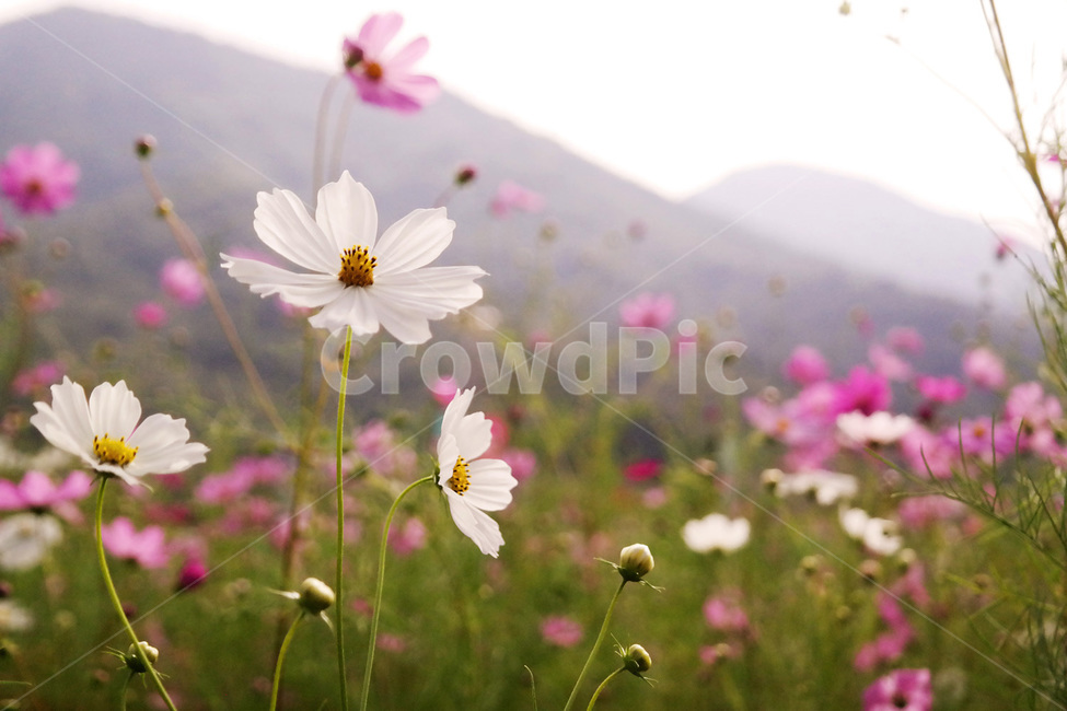 코스모스,가을,flower,cosmos,꽃잎,petal,autumn,식물,자연,season,plants,nature,경치,야외,blossom,식물,자연,plants,nature,꽃,flower