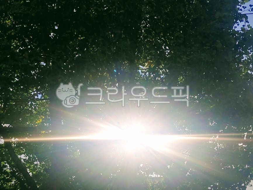숲, 태양, 눈부신, 나무, 햇살, 사진,이미지,일러스트,캘리그라피 - srphsw작가