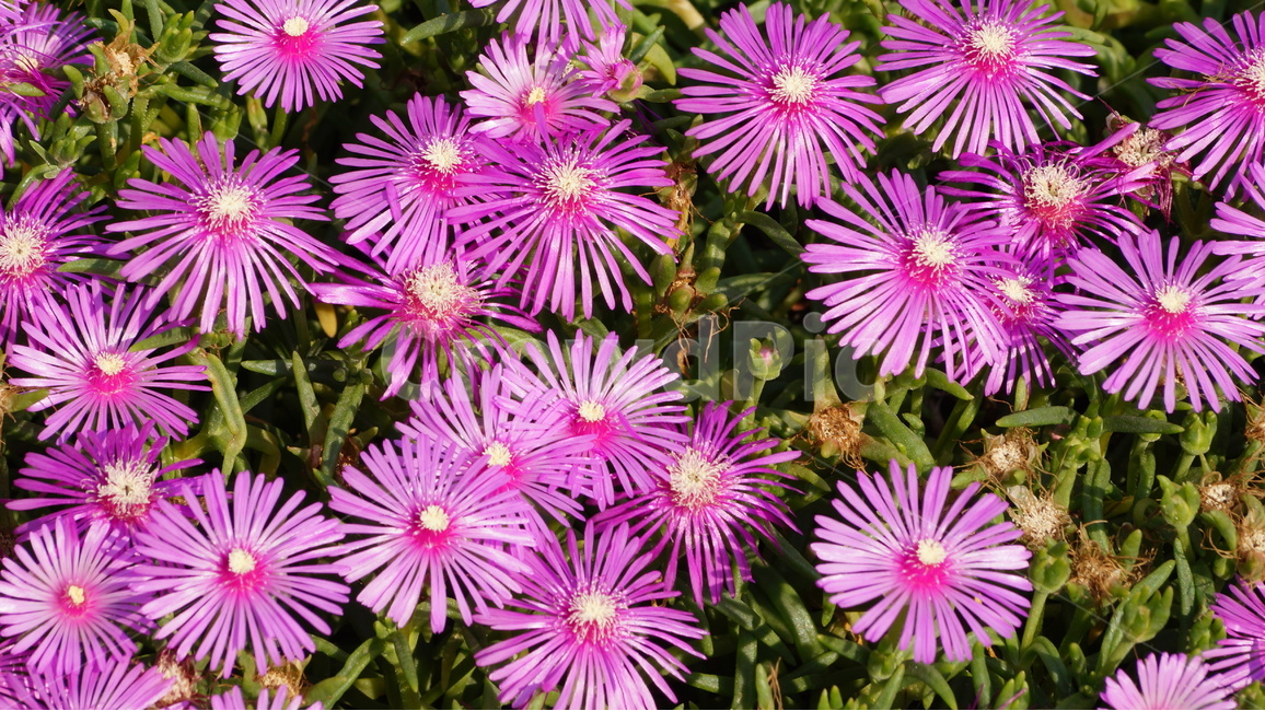 야생화,꽃,꽃사진,식물,자연,식물,자연,plants,nature,꽃,flower