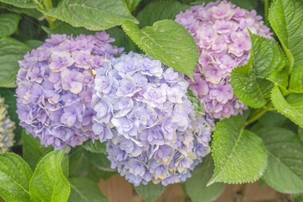 꽃,여름꽃,수국,제주도수국,여름수국