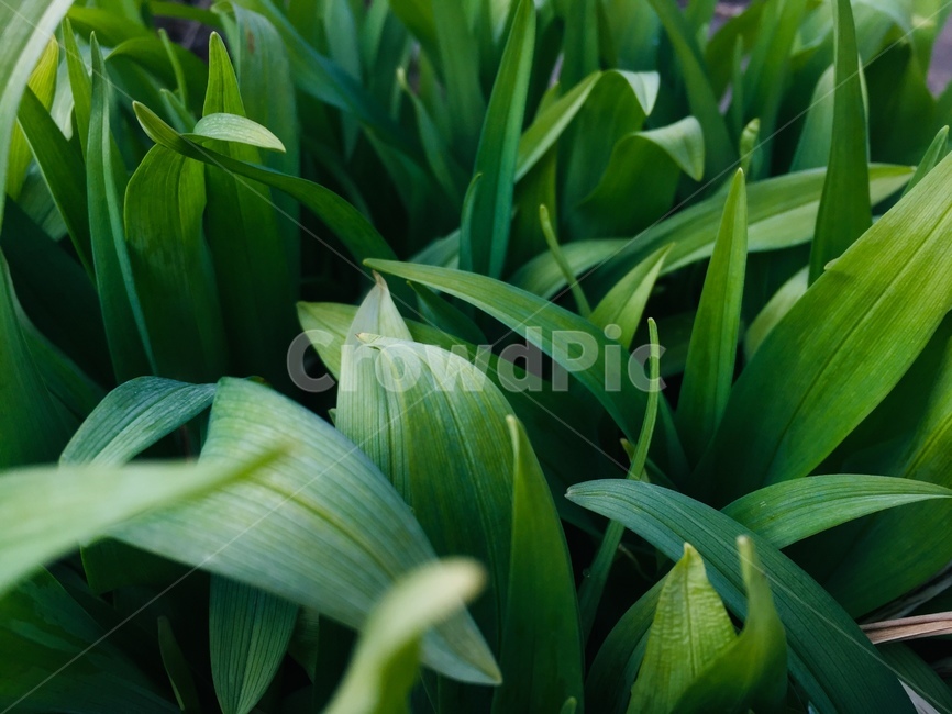 풀,식물,자연,녹색,풀잎,봄,싱그러움,식물,자연,plants,nature