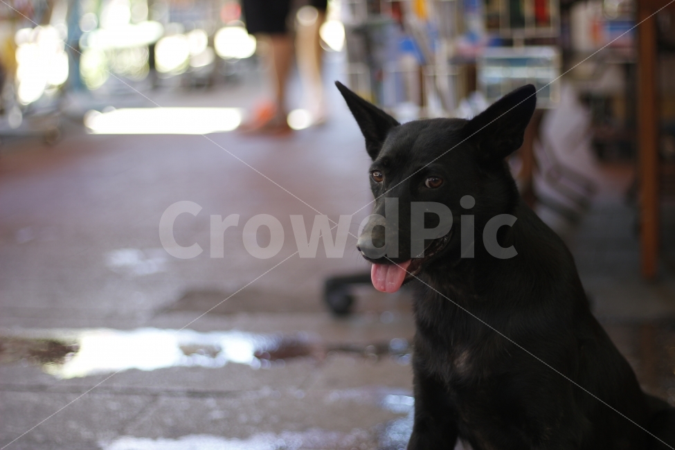 개,강아지,시장,동물,반려견,동물,animal,포유류,mammal,개,강아지,dog,doggy