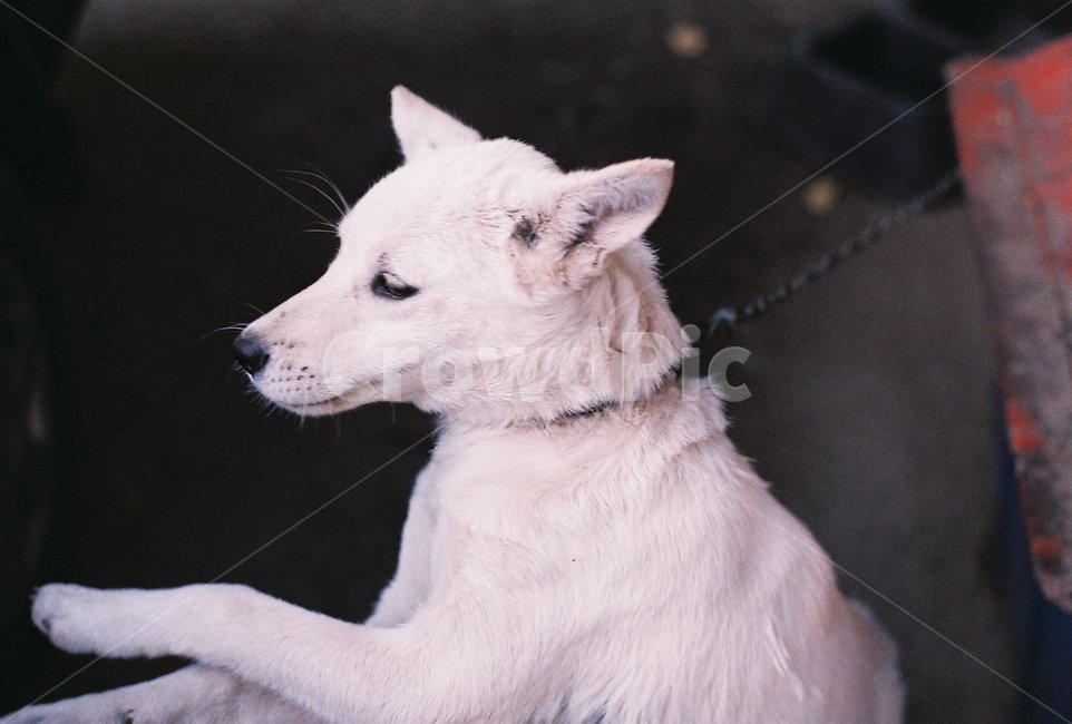 강아지,동물,애완동물,반려견,개,동물,animal,포유류,mammal,개,강아지,dog,doggy