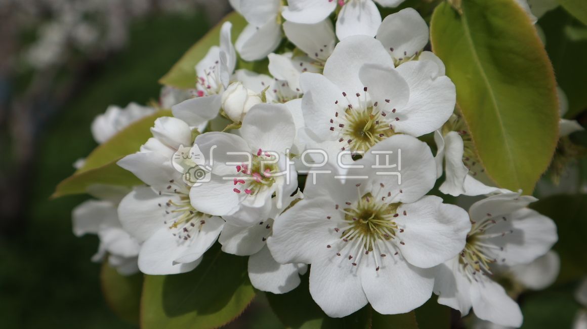 꽃,배꽃,flower,식물,plant,봄